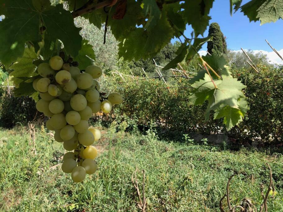 La Vigna Agriturismo Villa Siena Dış mekan fotoğraf