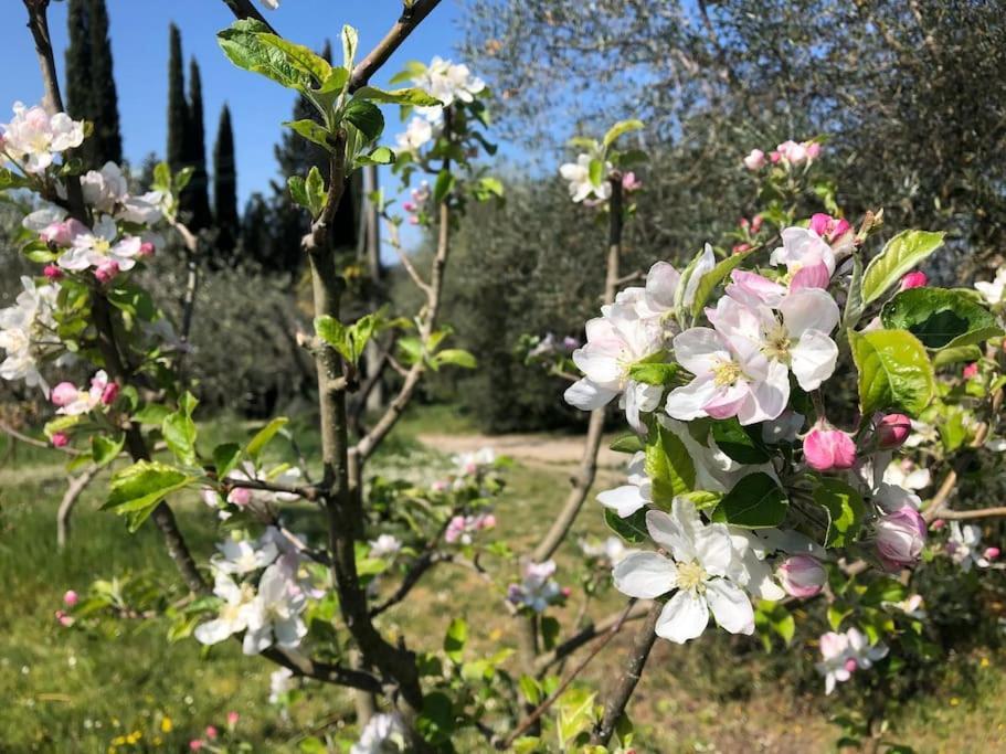 La Vigna Agriturismo Villa Siena Dış mekan fotoğraf