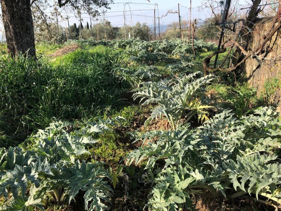 La Vigna Agriturismo Villa Siena Dış mekan fotoğraf