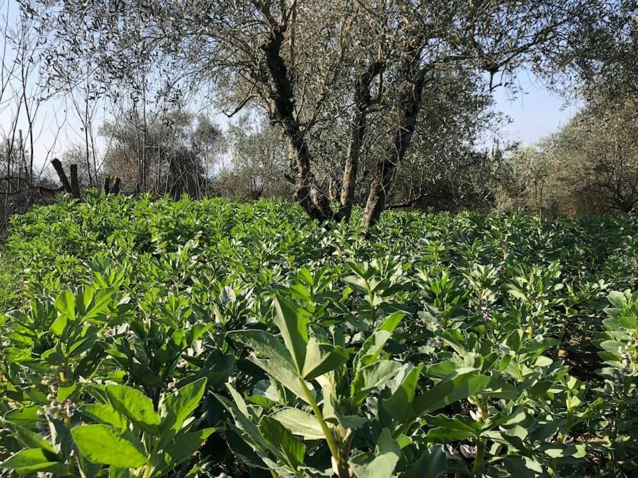 La Vigna Agriturismo Villa Siena Dış mekan fotoğraf