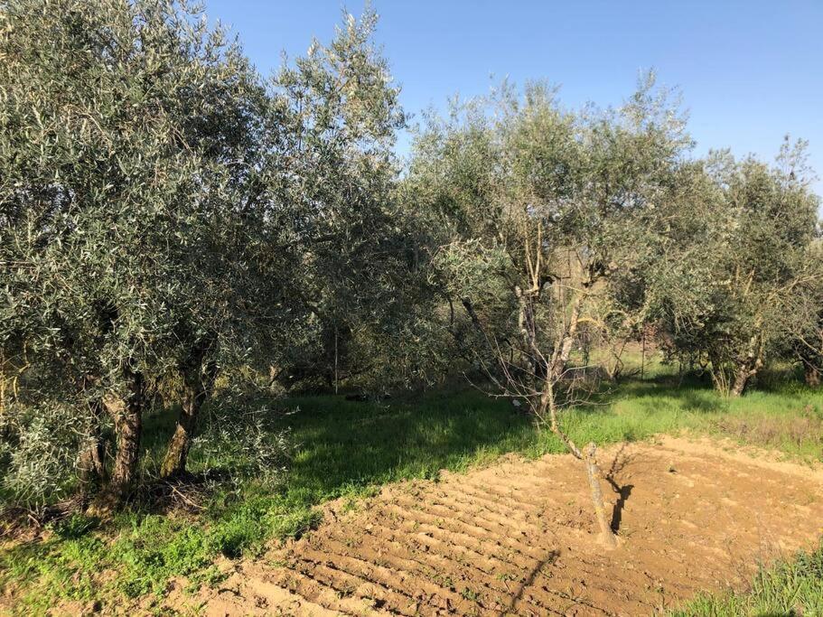La Vigna Agriturismo Villa Siena Dış mekan fotoğraf