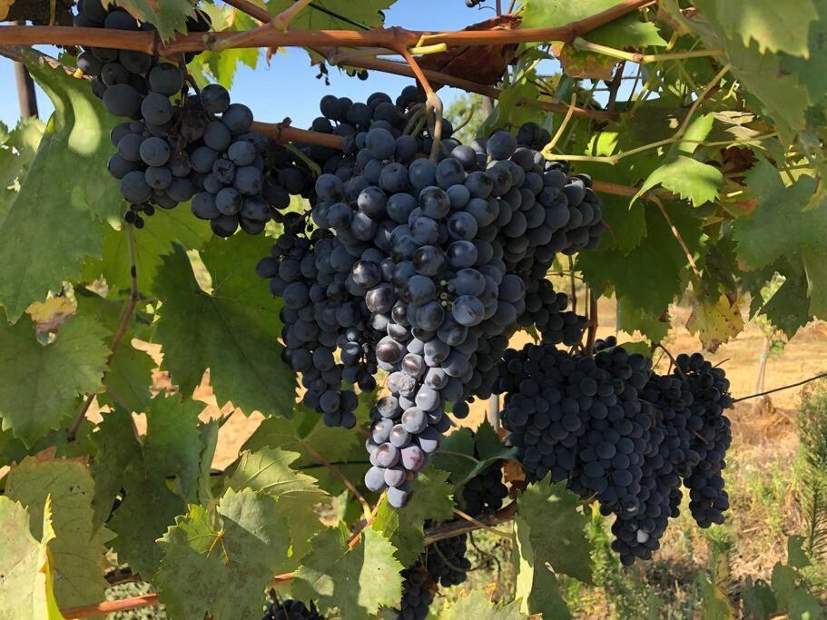 La Vigna Agriturismo Villa Siena Dış mekan fotoğraf