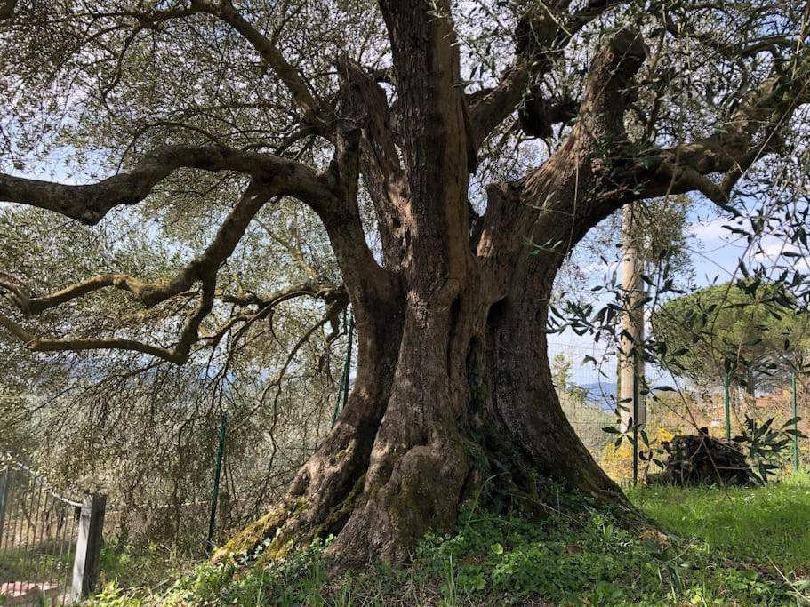 La Vigna Agriturismo Villa Siena Dış mekan fotoğraf