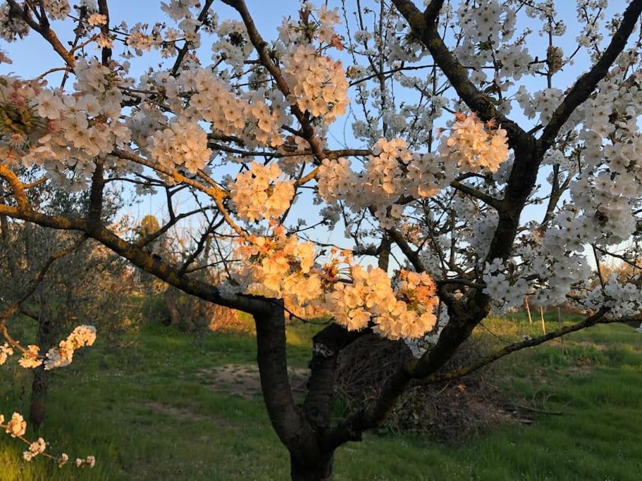 La Vigna Agriturismo Villa Siena Dış mekan fotoğraf