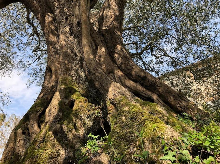 La Vigna Agriturismo Villa Siena Dış mekan fotoğraf