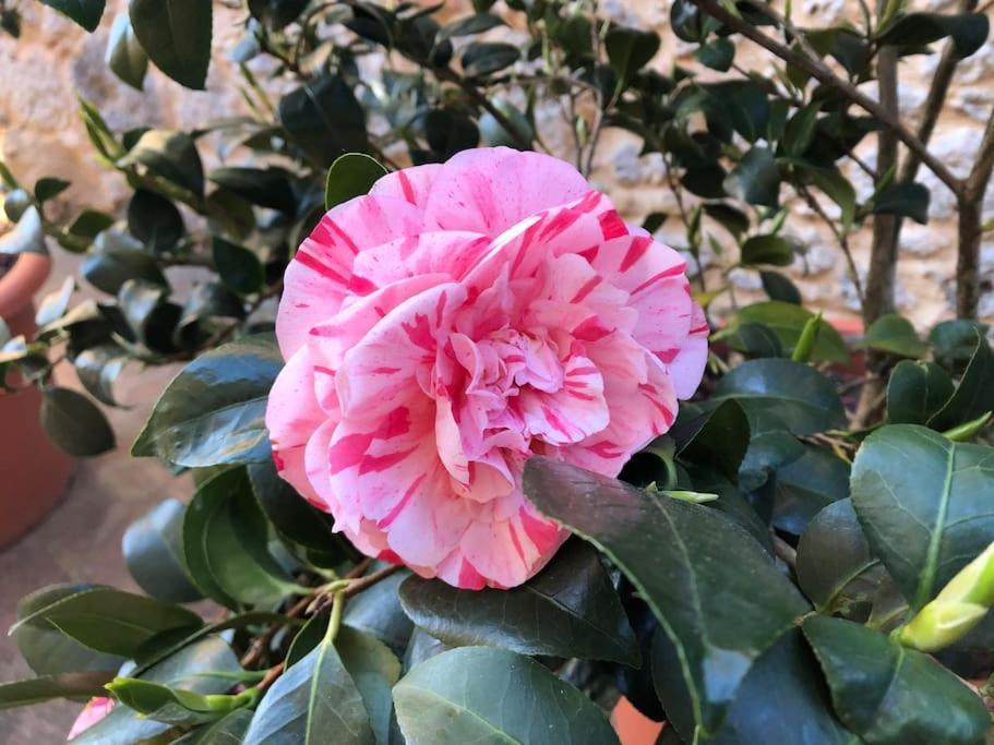 La Vigna Agriturismo Villa Siena Dış mekan fotoğraf
