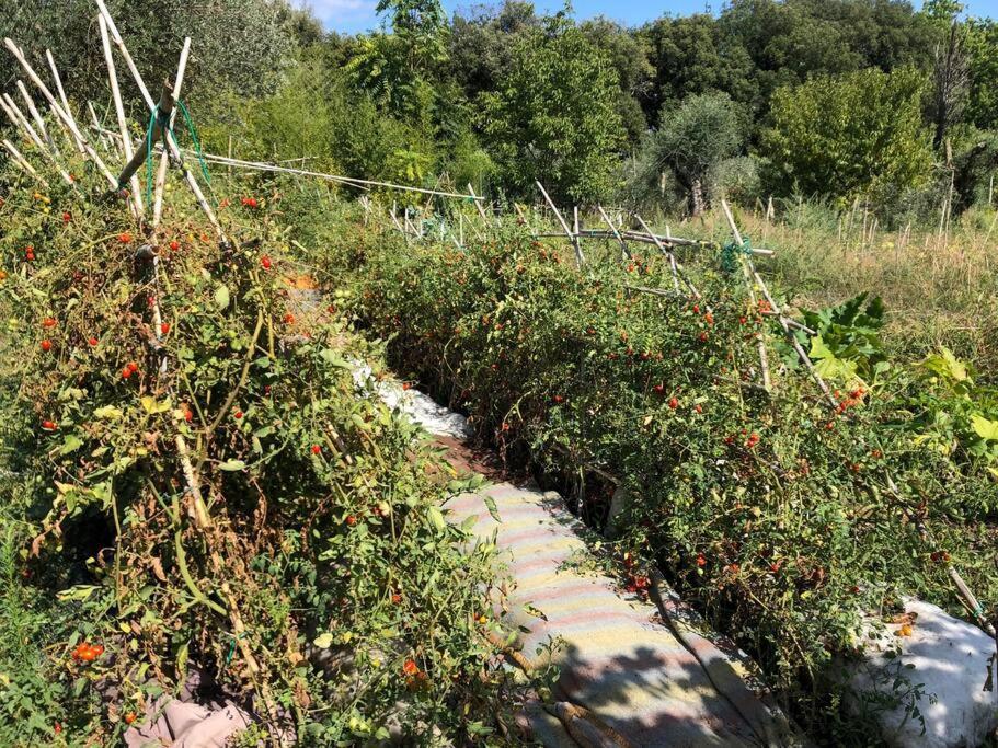 La Vigna Agriturismo Villa Siena Dış mekan fotoğraf
